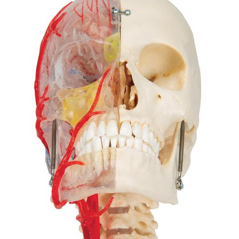 BONElike™ Human Skull Model, Half Transparent & Half Bony, Complete with Brain & Vertebrae - 3B Smart Anatomy