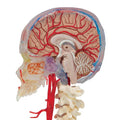 BONElike™ Human Skull Model, Half Transparent & Half Bony, Complete with Brain & Vertebrae - 3B Smart Anatomy