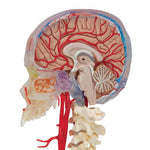 BONElike™ Human Skull Model, Half Transparent & Half Bony, Complete with Brain & Vertebrae - 3B Smart Anatomy