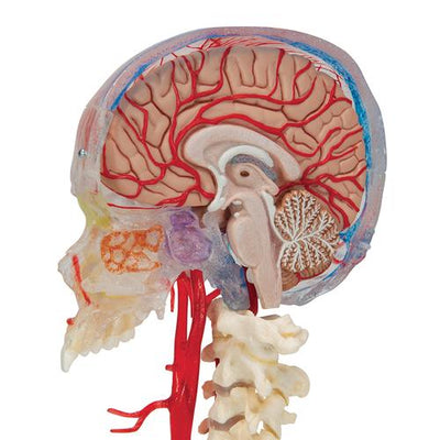 BONElike™ Human Skull Model, Half Transparent & Half Bony, Complete with Brain & Vertebrae - 3B Smart Anatomy