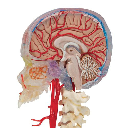 BONElike™ Human Skull Model, Half Transparent & Half Bony, Complete with Brain & Vertebrae - 3B Smart Anatomy