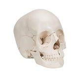 Beauchene Adult Human Skull Model, Bone Colored Version, 22 part - 3B Smart Anatomy