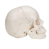 Beauchene Adult Human Skull Model, Bone Colored Version, 22 part - 3B Smart Anatomy