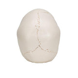 Beauchene Adult Human Skull Model, Bone Colored Version, 22 part - 3B Smart Anatomy