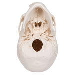 Beauchene Adult Human Skull Model, Bone Colored Version, 22 part - 3B Smart Anatomy