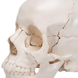 Beauchene Adult Human Skull Model, Bone Colored Version, 22 part - 3B Smart Anatomy