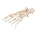 Human Foot Skeleton, Loosely Threaded on Nylon String- 3B Smart Anatomy