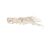 Human Foot Skeleton, Loosely Threaded on Nylon String- 3B Smart Anatomy