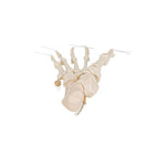 Human Foot Skeleton, Loosely Threaded on Nylon String- 3B Smart Anatomy
