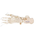Human Foot Skeleton, Loosely Threaded on Nylon String- 3B Smart Anatomy