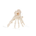 Human Foot Skeleton, Loosely Threaded on Nylon String- 3B Smart Anatomy