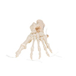 Human Foot Skeleton, Loosely Threaded on Nylon String- 3B Smart Anatomy