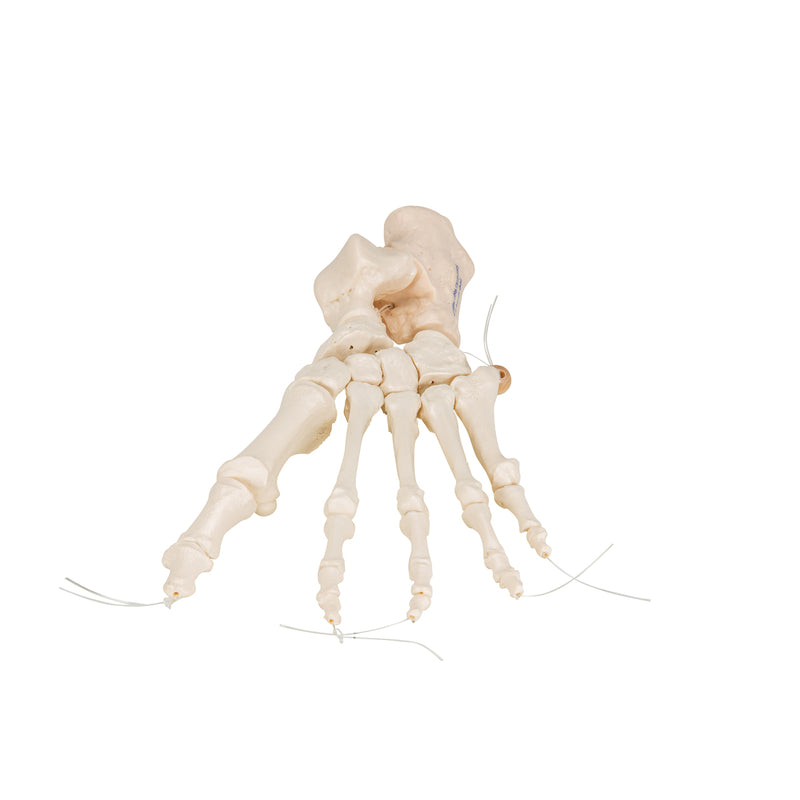 Human Foot Skeleton, Loosely Threaded on Nylon String- 3B Smart Anatomy