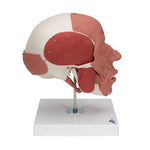 Human Skull with Facial Muscles - 3B Smart Anatomy