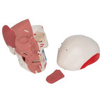 Human Skull with Facial Muscles - 3B Smart Anatomy