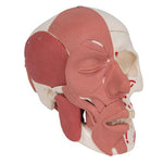 Human Skull with Facial Muscles - 3B Smart Anatomy