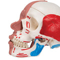 Human Skull with Facial Muscles - 3B Smart Anatomy