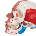 Human Skull with Facial Muscles - 3B Smart Anatomy