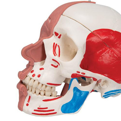 Human Skull with Facial Muscles - 3B Smart Anatomy