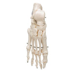 Human Foot Skeleton, Wire Mounted - 3B Smart Anatomy