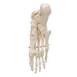 Human Foot Skeleton, Wire Mounted - 3B Smart Anatomy