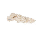 Human Foot Skeleton, Wire Mounted - 3B Smart Anatomy