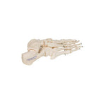 Human Foot Skeleton, Wire Mounted - 3B Smart Anatomy