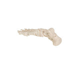 Human Foot Skeleton, Wire Mounted - 3B Smart Anatomy