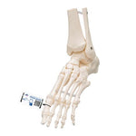 Foot & Ankle Skeleton, Elastic Mounted - 3B Smart Anatomy