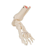 Foot & Ankle Skeleton, Elastic Mounted - 3B Smart Anatomy