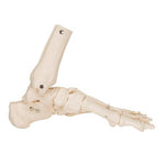 Foot & Ankle Skeleton, Elastic Mounted - 3B Smart Anatomy