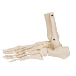 Foot & Ankle Skeleton, Elastic Mounted - 3B Smart Anatomy