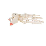 Foot & Ankle Skeleton, Elastic Mounted - 3B Smart Anatomy
