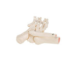 Foot & Ankle Skeleton, Elastic Mounted - 3B Smart Anatomy