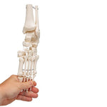 Foot & Ankle Skeleton, Elastic Mounted - 3B Smart Anatomy