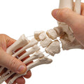 Foot & Ankle Skeleton, Elastic Mounted - 3B Smart Anatomy