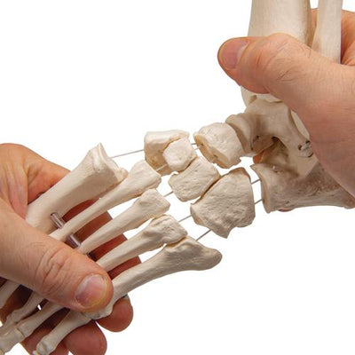Foot & Ankle Skeleton, Elastic Mounted - 3B Smart Anatomy