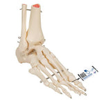 Human Foot & Ankle Skeleton, Wire Mounted - 3B Smart Anatomy