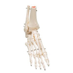 Human Foot & Ankle Skeleton, Wire Mounted - 3B Smart Anatomy