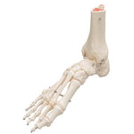Human Foot & Ankle Skeleton, Wire Mounted - 3B Smart Anatomy