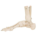 Human Foot & Ankle Skeleton, Wire Mounted - 3B Smart Anatomy