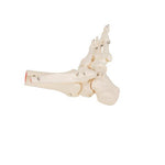 Human Foot & Ankle Skeleton, Wire Mounted - 3B Smart Anatomy