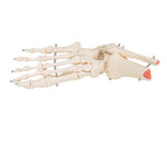 Human Foot & Ankle Skeleton, Wire Mounted - 3B Smart Anatomy