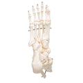 Human Foot & Ankle Skeleton, Wire Mounted - 3B Smart Anatomy