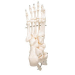 Human Foot & Ankle Skeleton, Wire Mounted - 3B Smart Anatomy