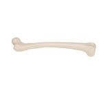 Human Femur - 3B Smart Anatomy
