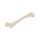 Human Femur - 3B Smart Anatomy