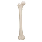 Human Femur - 3B Smart Anatomy