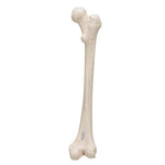 Human Femur - 3B Smart Anatomy
