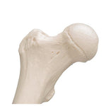 Human Femur - 3B Smart Anatomy